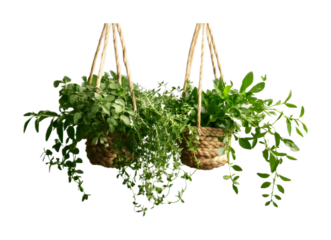 Herbs plant hanging with rope on a transparent background. isolated background.