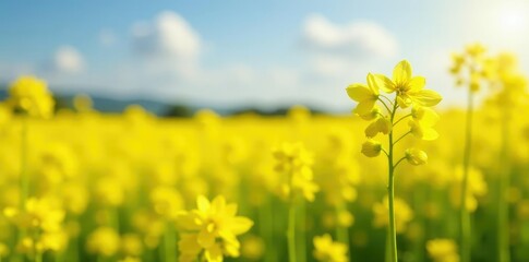 Obraz premium Soft focus on a sea of yellow rapeseed blooms, golden, soft focus
