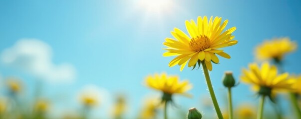 Soft focus on yellow dandelion flowers against a blue sky, sunlight, bloom, floral