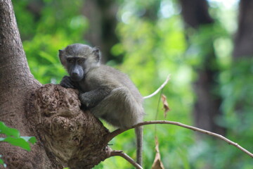 A small monkey sitting pressed against a tree branch and looking directly into the lens in Lake...