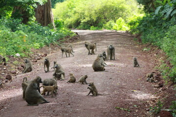 A large herd of corysac monkeys sitting in the middle of a rocky road in Lake Manyara National...