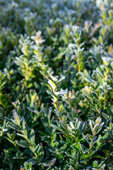 Bux tree hedge with frost and ice crystals in winter vertical