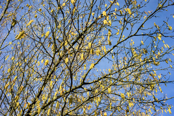 Common hazel with flower kitten in spring