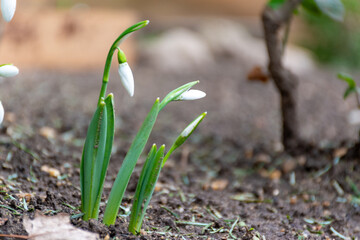 Galanthus flower