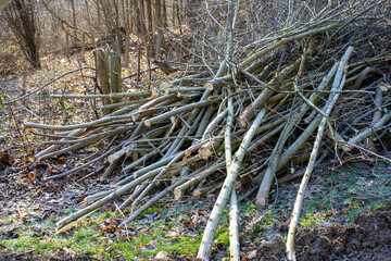 Pruning shrubs in winter gardening in the park