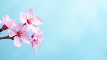 Fototapeta premium Branch of blooming pink sakura flowers on light blue background and space for text