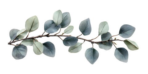 Eucalyptus branch with green leaves on a transparent background for design use