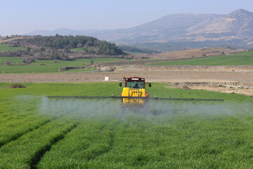 Fototapeta premium a farmer applying fungicide to protect the wheat crop from bunt disease