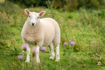 Portrait of a curious young sheep in a meadow with thistles in the Highlands, Scotland, UK