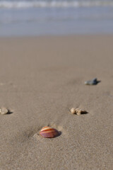 Seashell on the beach. Sea shell on the sand.