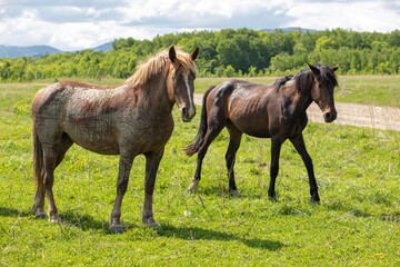 Horses graze in a meadow on a sunny summer day. Front view. Farm