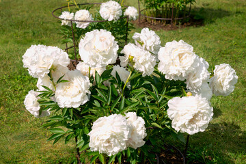 Magnificent buds of unusual white peonies. Beautiful blooming of summer flowers close-up in the garden.