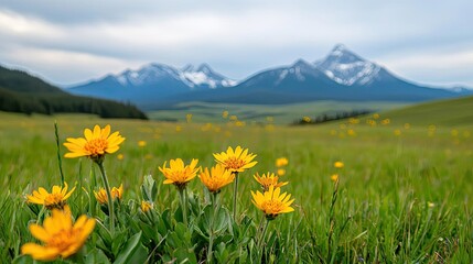 Obraz premium Wildflower fields nature concept. Vibrant yellow flowers in a lush field with majestic mountains in the background.