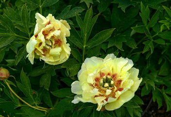 Magnificent buds of unusual peonies with yellow petals, close-up.