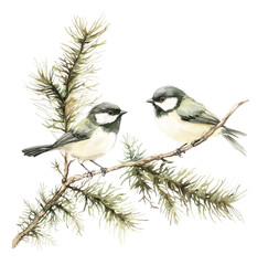 Charming Birds Perched on a Lush Evergreen Branch