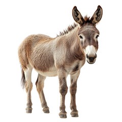 Fototapeta premium Donkey Standing isolated on transparent background