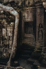 Naklejka premium Tree Roots and Stone Ruins at Ta Prohm Temple