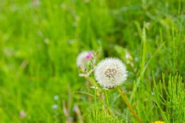 綿毛状態のタンポポ