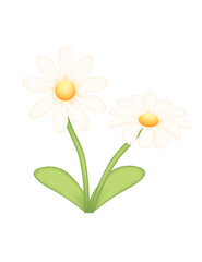 Two blooming daisies with white petals and fresh green stems. Chamomile with green leaves. Simple 3d cartoon design. Vector illustration isolated on white background