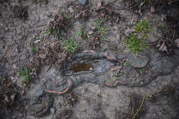 A weathered tree root system with a small pool of water nestled within its intricate network, surrounded by damp soil and emerging vegetation.