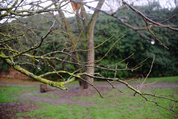 Raindrops cling to moss-covered branches of a tree, a tranquil scene after a light rain shower.
