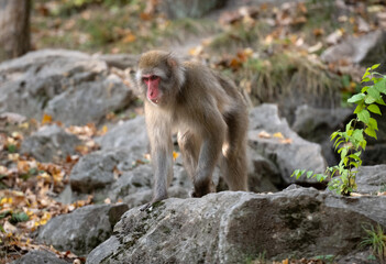 Japanese Macaque Monkey Resides In Zoo