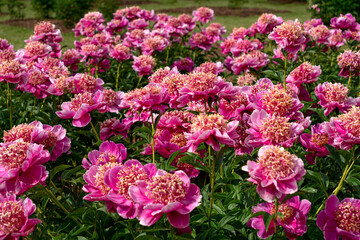 Magnificent buds of unusual bright pink peonies with yellow stamens in a summer garden.