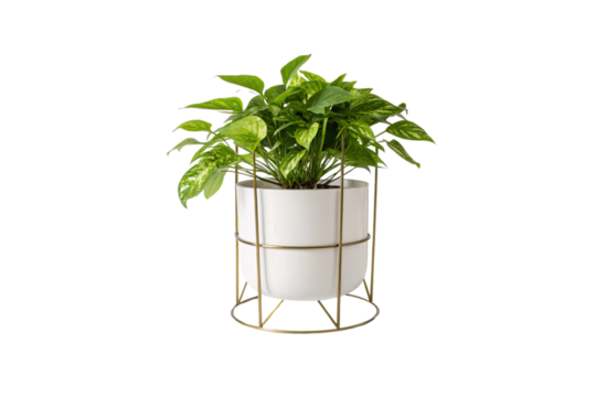 A bushy green plant with bright variegated leaves flourishes in a chic white pot, elevated by a tall, gold metal frame for a contemporary aesthetic, isolated on a transparent background