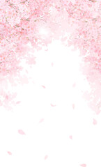 美しく華やかな満開の桜の花と花びら舞い散る春の桜アーチの白バックフレーム背景素材イラスト © MerciArtworks