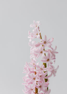 Detail of light pink hyacinth.