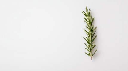 Fototapeta premium A single sprig of fresh rosemary placed on a clean white background