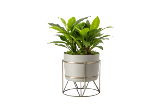 A vibrant plant with long, glossy leaves grows in a stylish light gray planter, accentuated by a geometric gold stand, adding elegance to its presentation, isolated on a transparent background