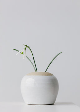 Snowdrop in a small white ceramic vase..
