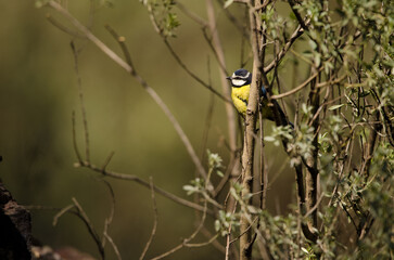 African blue tit Cyanistes teneriffae hedwigii. Integral Natural Reserve of Inagua. Gran Canaria. Canary Islands. Spain.