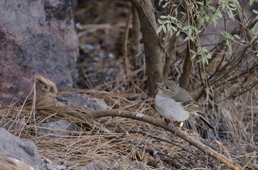 Gran Canaria blue chaffinch Fringilla polatzeki. Banded female. Integral Natural Reserve of Inagua. Gran Canaria. Canary Islands. Spain.