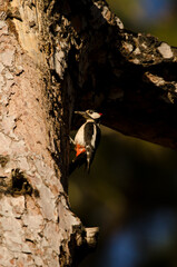 Great spotted woodpecker Dendrocopos major thanneri. Male carrying food to its chicks. Reserve of...