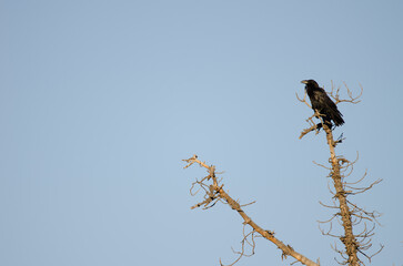 Common raven Corvus corax canariensis. Integral Natural Reserve of Inagua. Tejeda. Gran Canaria. Canary Islands. Spain.