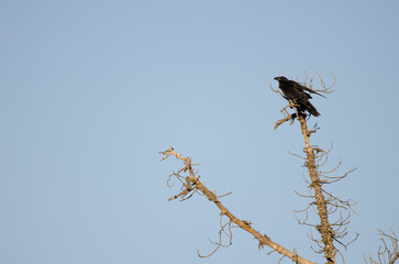 Common raven Corvus corax canariensis. Integral Natural Reserve of Inagua. Tejeda. Gran Canaria....