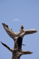 Dead Canary Island pine Pinus canariensis and moon in the background. Integral Natural Reserve of Inagua. Gran Canaria. Canary Islands. Spain.