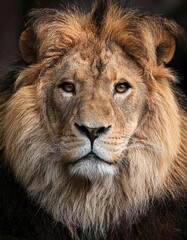 Naklejka premium Portrait of a strong male lion