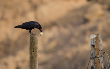 Common raven Corvus corax canariensis with a piece of bread. Degollada del Aserrador. Tejeda. Gran...