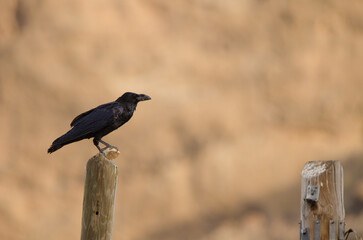 Common raven Corvus corax canariensis with a piece of bread. Degollada del Aserrador. Tejeda. Gran...