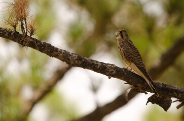 Female common kestrel Falco tinnunculus canariensis. The Nublo Rural Park. Tejeda. Gran Canaria. Canary Islands. Spain.