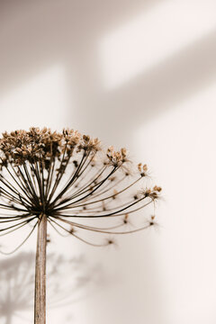 Detail of brown dried giant hogweed.