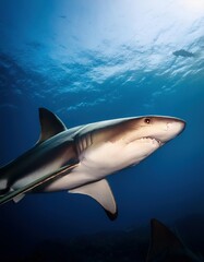 Obraz premium Shark Up Close
