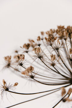 Detail of brown dried giant hogweed.
