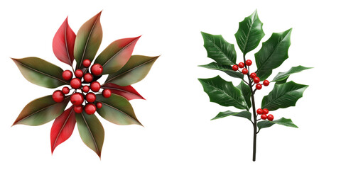 Fototapeta premium Glossy holly leaves with red berries, perfect for festive decorations