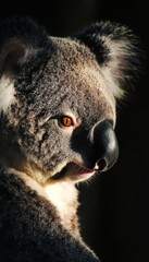 Fototapeta premium Enchanting close up of a serene koala s face highlighting its soft fur and tranquil expression
