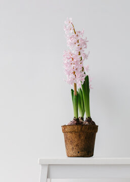Light pink hyacinth in a brown pot.