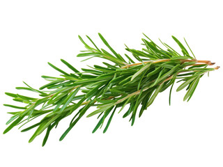 Fresh green sprig of aromatic herb with vibrant leaves against a white background